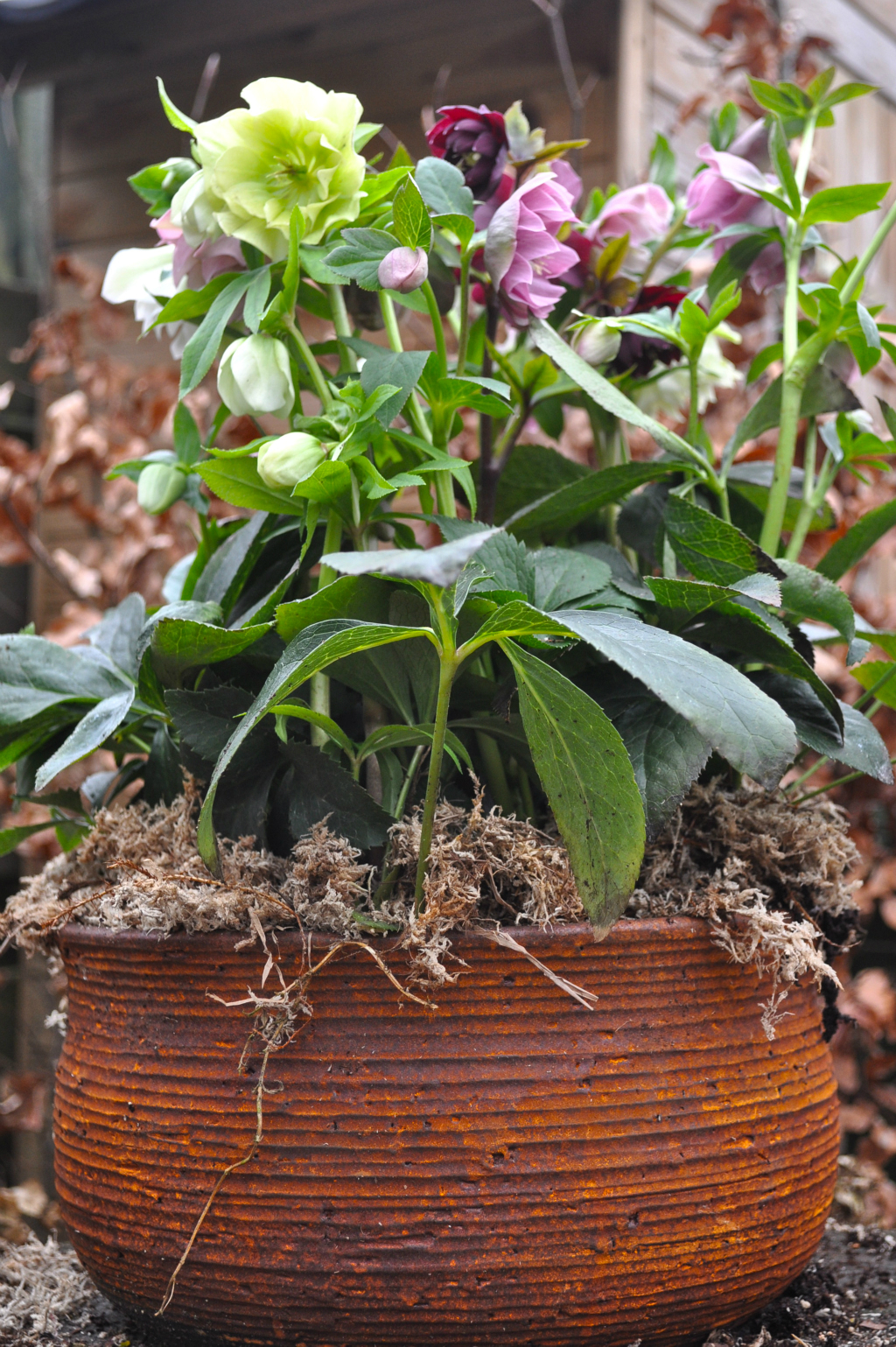 roest-helleborus-double-ellen-combi-31